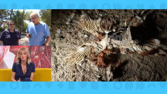Animales muertos en una granja de Mallorca.