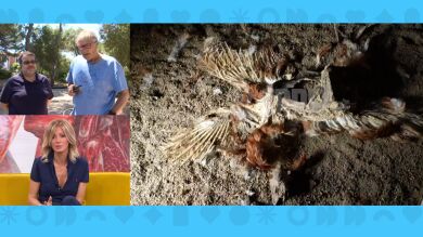 Ratas, cadáveres y malformaciones en una granja 