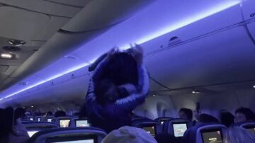 Palomas en pleno vuelo