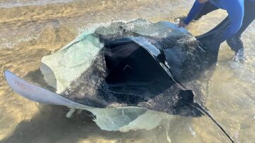 Especialistas de la costa mediterránea investigan el aumento inusual de varamientos de mantas en playas españolas