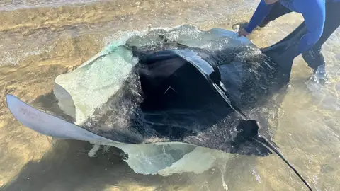 Especialistas de la costa mediterránea investigan el aumento inusual de varamientos de mantas en playas españolas Especialistas de la costa mediterránea investigan el aumento inusual de varamientos de mantas en playas españolas