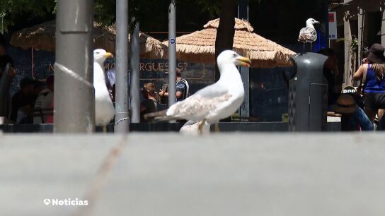 Oleada de robos de comida: las gaviotas intimidan a los turistas en la plaza tras la Boquer&iacute;a