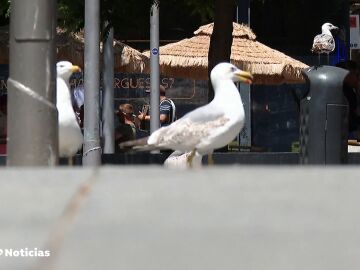 Oleada de robos de comida: las gaviotas intimidan a los turistas en la plaza tras la Boquería Oleada de robos de comida: las gaviotas intimidan a los turistas en la plaza tras la Boquería