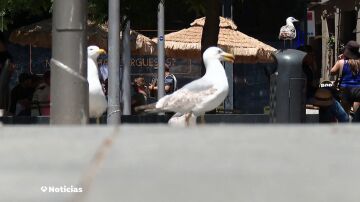 Oleada de robos de comida: las gaviotas intimidan a los turistas en la plaza tras la Boquería