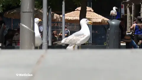 Oleada de robos de comida: las gaviotas intimidan a los turistas en la plaza tras la Boquería Oleada de robos de comida: las gaviotas intimidan a los turistas en la plaza tras la Boquería