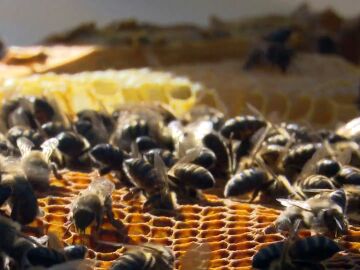 Repoblar con 48 millones de abejas: una por cada español