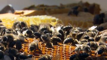 Repoblar con 48 millones de abejas: una por cada español