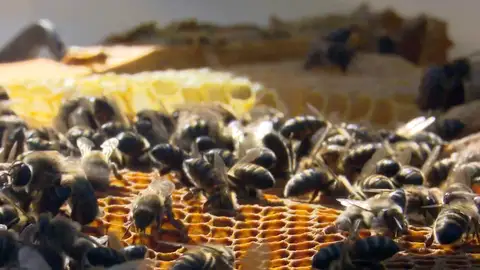 Repoblar con 48 millones de abejas: una por cada español Repoblar con 48 millones de abejas: una por cada español