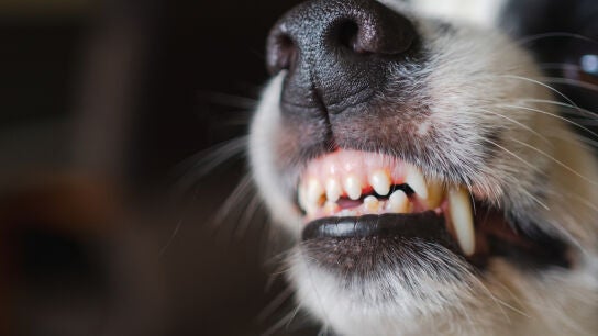Mordedura de perro