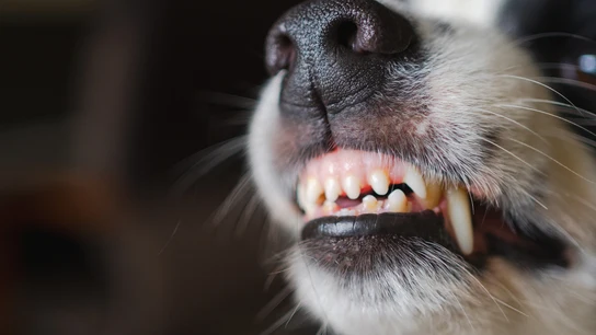Mordedura de perro Mordedura de perro
