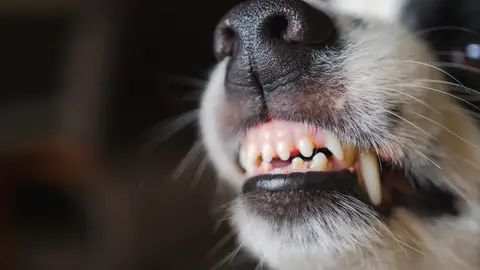 Mordedura de perro Mordedura de perro