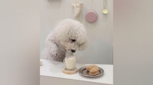 Doggucino, el primer caf&eacute; para perros en Barcelona