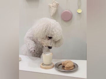 Doggucino, el primer café para perros en Barcelona