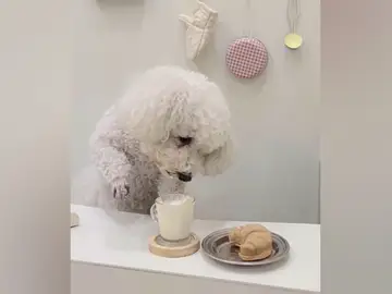 Doggucino, el primer café para perros en Barcelona Doggucino, el primer café para perros en Barcelona