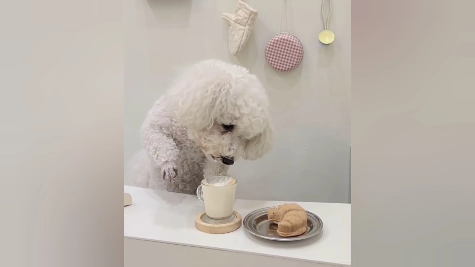 Doggucino, el primer café para perros en Barcelona Doggucino, el primer café para perros en Barcelona
