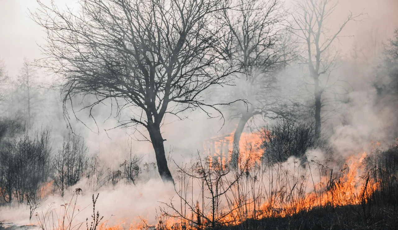 Un estudio analiza el impacto de los incendios forestales sobre los suelos del planeta