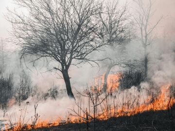 Un estudio analiza el impacto de los incendios forestales sobre los suelos del planeta