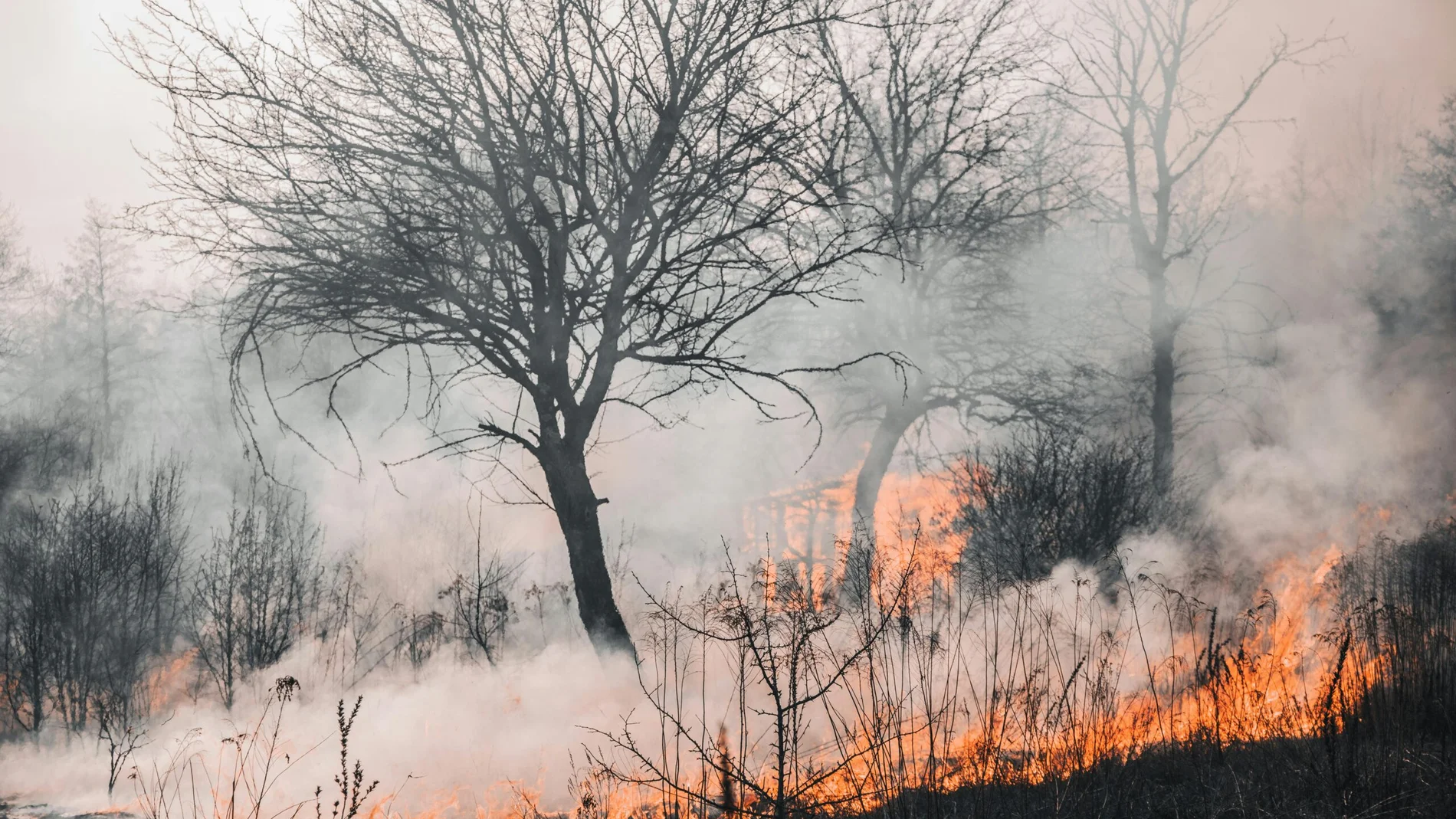 Un estudio analiza el impacto de los incendios forestales sobre los suelos del planeta Un estudio analiza el impacto de los incendios forestales sobre los suelos del planeta