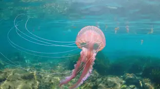 Ejemplar de Pelagia noctiluca Ejemplar de Pelagia noctiluca