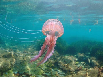 Ejemplar de Pelagia noctiluca