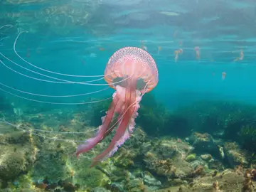 Ejemplar de Pelagia noctiluca Ejemplar de Pelagia noctiluca