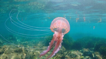 Ejemplar de Pelagia noctiluca