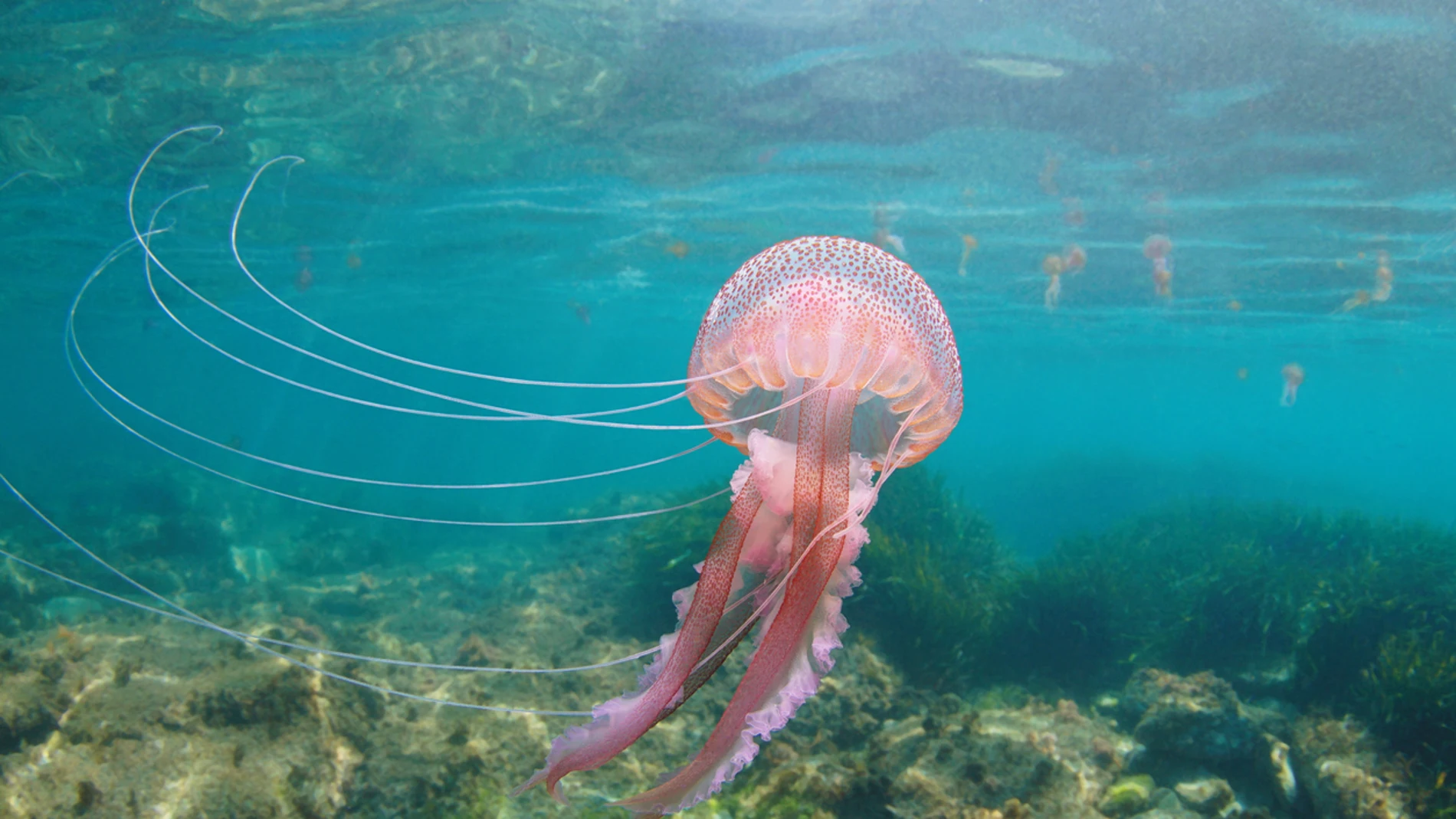 Ejemplar de Pelagia noctiluca Ejemplar de Pelagia noctiluca