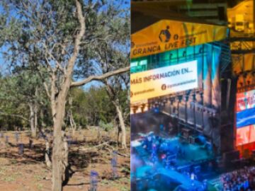 GranCa Live Forest: el bosque que crece gracias al festival.