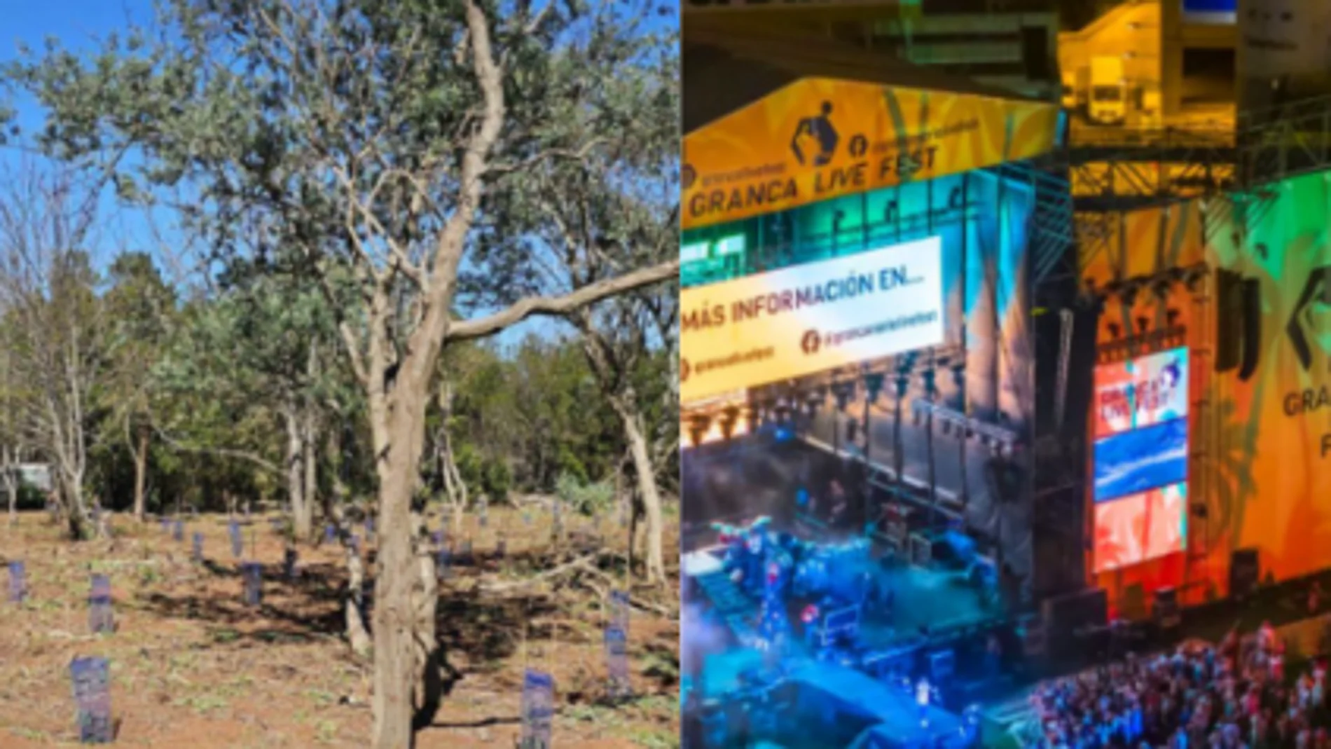 GranCa Live Forest: el bosque que crece gracias al festival. GranCa Live Forest: el bosque que crece gracias al festival.