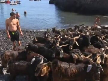 Más de 400 cabras reciben un baño purificador por el día de San Juan en Tenerife 