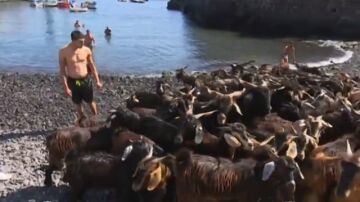 Más de 400 cabras reciben un baño purificador por el día de San Juan en Tenerife 