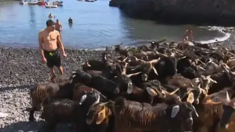 Más de 400 cabras reciben un baño purificador por el día de San Juan en Tenerife Más de 400 cabras reciben un baño purificador por el día de San Juan en Tenerife