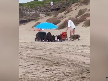 Los animales trataban de buscar comida entre las pertenencias de un turista