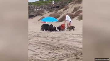 Los animales trataban de buscar comida entre las pertenencias de un turista