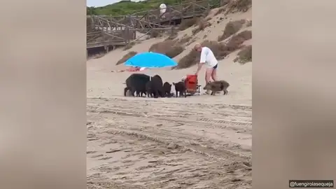 Los animales trataban de buscar comida entre las pertenencias de un turista Los animales trataban de buscar comida entre las pertenencias de un turista