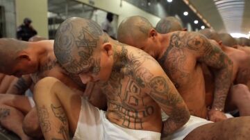 Mara Salvatrucha