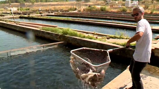 Acuicultura en Cifuentes, Guadalajara