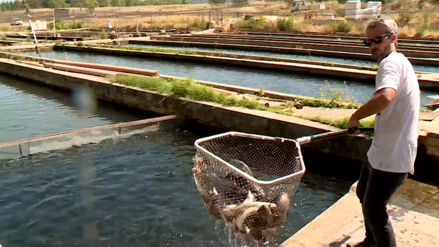 Acuicultura en Cifuentes, Guadalajara