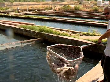 Acuicultura en Cifuentes, Guadalajara