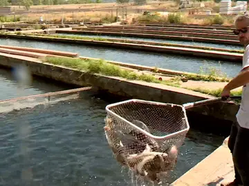 Acuicultura en Cifuentes, Guadalajara Acuicultura en Cifuentes, Guadalajara