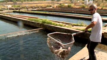 Acuicultura en Cifuentes, Guadalajara
