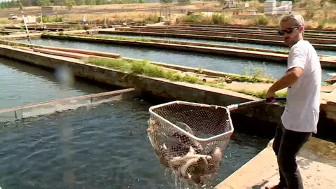 Acuicultura en Cifuentes, Guadalajara Acuicultura en Cifuentes, Guadalajara