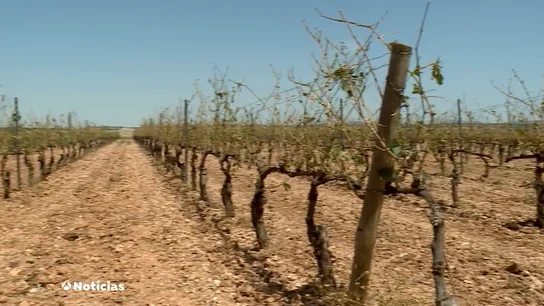 Hasta un 100% de pérdidas en algunos cultivos de Burgos tras la última granizada Hasta un 100% de pérdidas en algunos cultivos de Burgos tras la última granizada