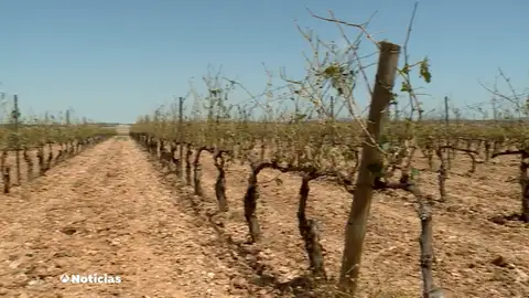 Hasta un 100% de pérdidas en algunos cultivos de Burgos tras la última granizada Hasta un 100% de pérdidas en algunos cultivos de Burgos tras la última granizada
