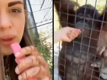 Anastasia Luchkin ofreciendo vaporizador a la orangután Dana Anastasia Luchkin ofreciendo vaporizador a la orangután Dana