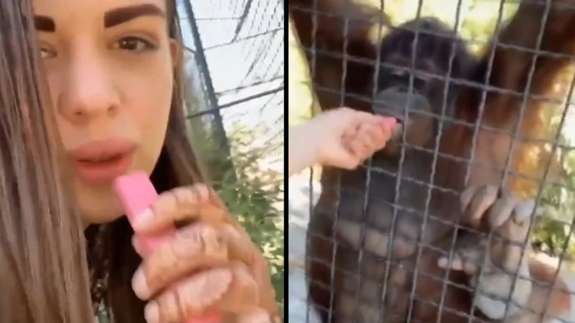 Anastasia Luchkin ofreciendo vaporizador a la orangután Dana Anastasia Luchkin ofreciendo vaporizador a la orangután Dana