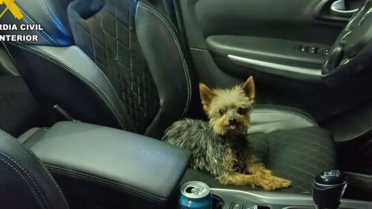 Lucas, el perro que ha salvado la vida de su due&ntilde;o