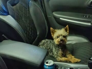 Lucas, el perro que ha salvado la vida de su dueño