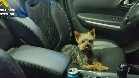 Lucas, el perro que ha salvado la vida de su dueño Lucas, el perro que ha salvado la vida de su dueño