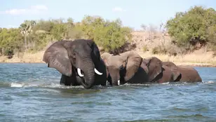 Imagen de archivo de elefantes.